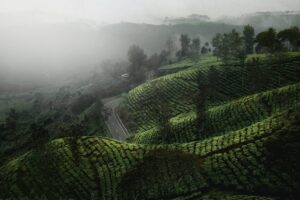 Teh Jangkung Malabar Bandung: Lokasi, Daya Tarik, Harga Tiket, dan Cara ke Sana