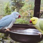 Bird Pavilion Bandung, Wisata Edukasi untuk Pencinta Burung