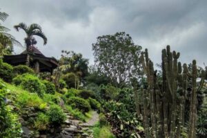 6 Tempat Menarik di Kebun Raya Cibodas, Ada Taman Sakura