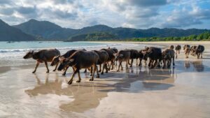 Tips Liburan Manja Ke Pantai Selong Belanak Lombok