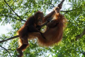 6 Tempat Wisata untuk Melihat Orang Utan di Indonesia, Seru Banget!