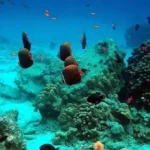 Mengintip Pulau Rubiah, Surganya Para Pencinta Snorkeling di Aceh