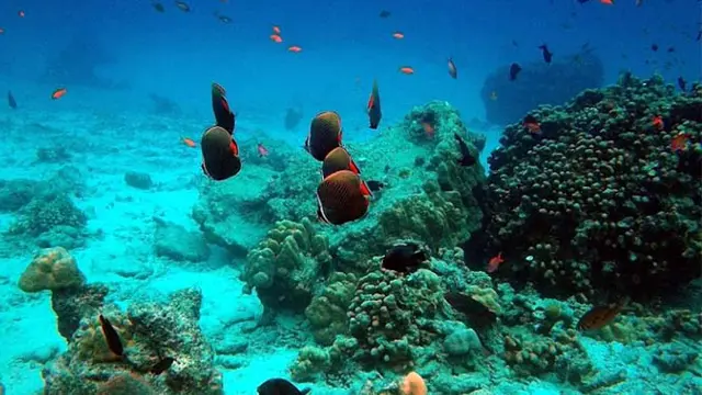 Mengintip Pulau Rubiah, Surganya Para Pencinta Snorkeling di Aceh