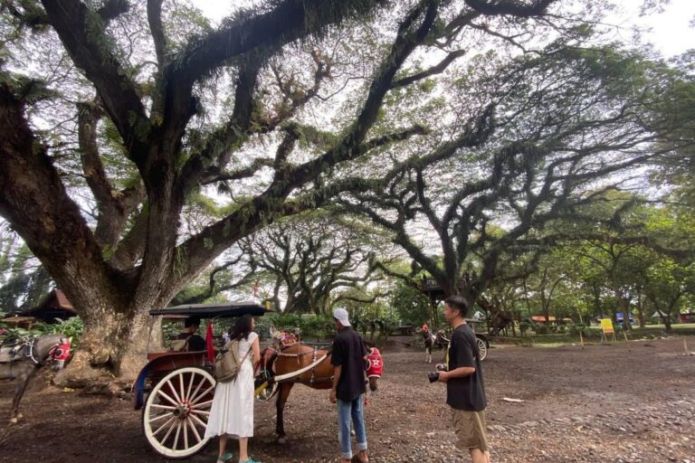 De Djawatan Forest Jadi Destinasi Terfavorit Selama “Long Weekend” di Banyuwangi